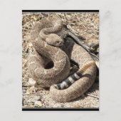 Arizona DIamondback Rattlesnake Postkarte (Vorderseite)