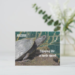 Arizona Genießt Das Rentnerleben Schildkröte Foto Postkarte