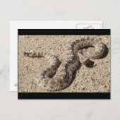 Arizona Horned Sidewinder Rattlesnake Postkarte (Vorne/Hinten)
