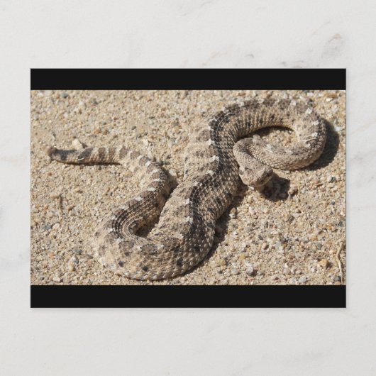 Arizona Horned Sidewinder Rattlesnake Postkarte (Vorderseite)