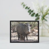 Arizona Javelina Postcard Postkarte (Stehend Vorderseite)
