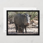 Arizona Javelina Postcard Postkarte (Vorne/Hinten)