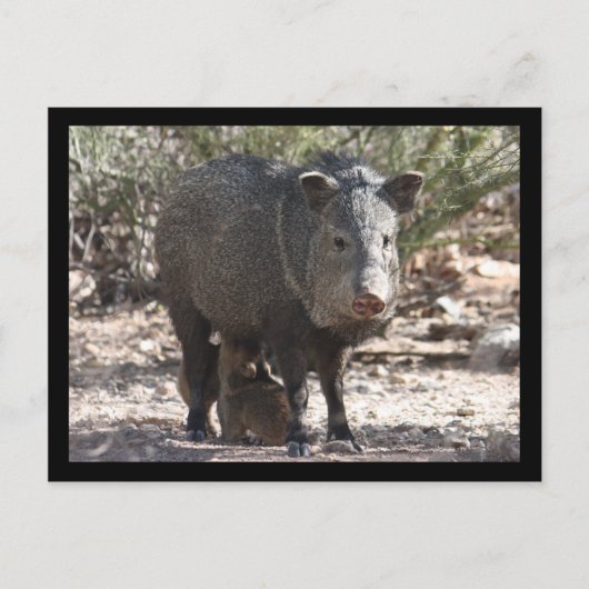Arizona Javelina Postcard Postkarte (Vorderseite)