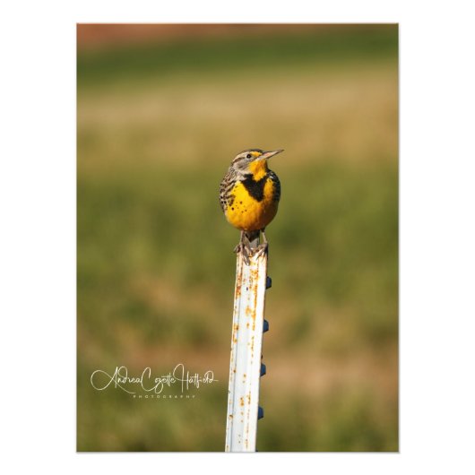 Arizona Meadow Lark Fotodruck (Vorne)