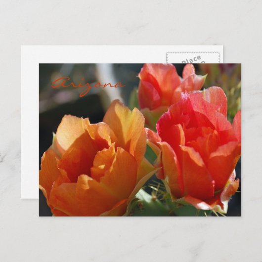 Arizona Postcard Postkarte (Vorne/Hinten)