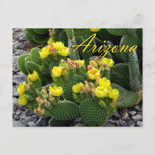 Arizona Postcard, Prickly Pear Cactus Postkarte
