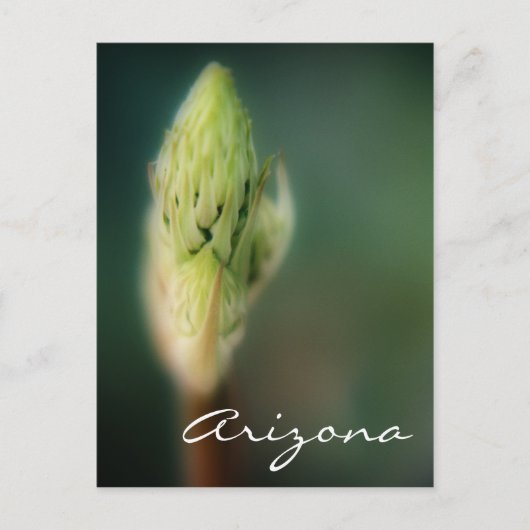 Arizona Postcard Spring Bud Template Postkarte (Vorderseite)