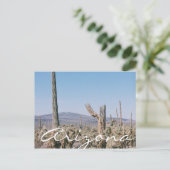 Arizona Postcard Wüste Cacti Landschaft Postkarte (Stehend Vorderseite)