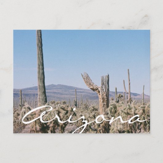 Arizona Postcard Wüste Cacti Landschaft Postkarte (Vorderseite)