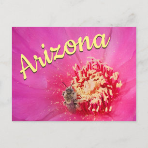 Arizona-Postkarte, Blüte der Prickly Pear mit Bien Postkarte