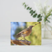 Arizona Robin Postkarte (Stehend Vorderseite)