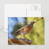 Arizona Robin Postkarte (Vorne/Hinten)