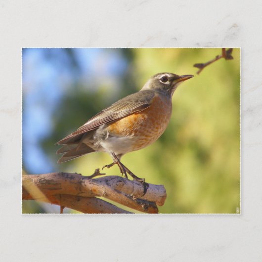 Arizona Robin Postkarte (Vorderseite)