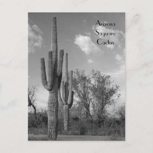 Arizona Saguaro Postcard Postkarte (Vorderseite)