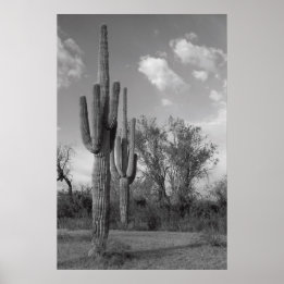 Arizona Saguaro Poster