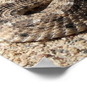 Arizona Sidewinder Rattlesnake Poster (Ecke)