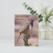 Arizona Staat Bird - Cactus Wren Postcard Postkarte (Stehend Vorderseite)
