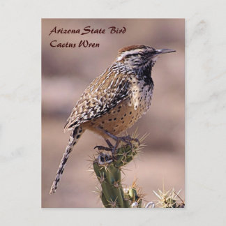 Arizona Staat Bird - Cactus Wren Postcard Postkarte