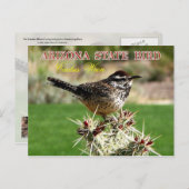 Arizona Staat Bird - Cactus Wren Postkarte (Vorne/Hinten)
