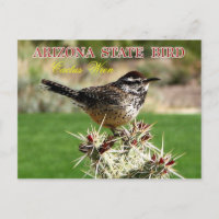 Arizona Staat Bird - Cactus Wren