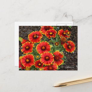 Arizona Sun Blanketblumen Postkarte