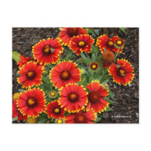 Arizona Sun Blanketblumen