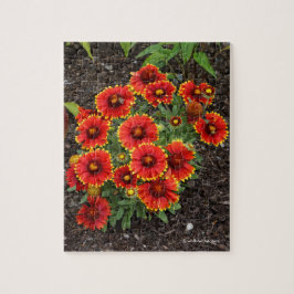 Arizona Sun Blanketblumen Puzzle