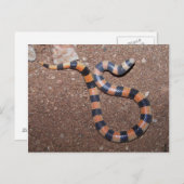 Arizona Variable Sandsnake Postkarte (Vorne/Hinten)