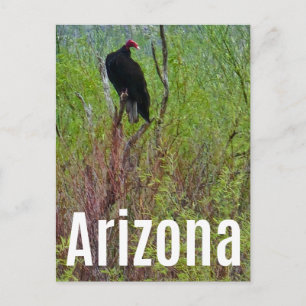 Arizona Vulture Sonoran Desert Postcard Postkarte