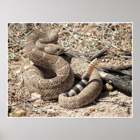 Arizona Western Diamondback Rattlesnake Poster (Vorne)