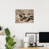 Arizona Western Diamondback Rattlesnake Poster (Heimbüro)