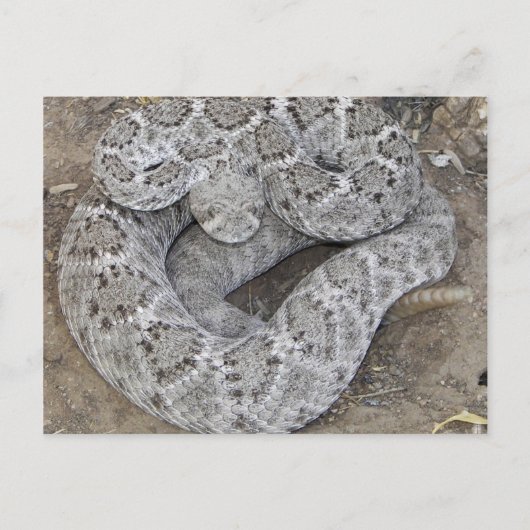 Arizona Western Diamondback Rattlesnake Postkarte (Vorderseite)