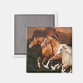 Arizona Wild Pferde Magnet (Vorderseite/Rückseite)