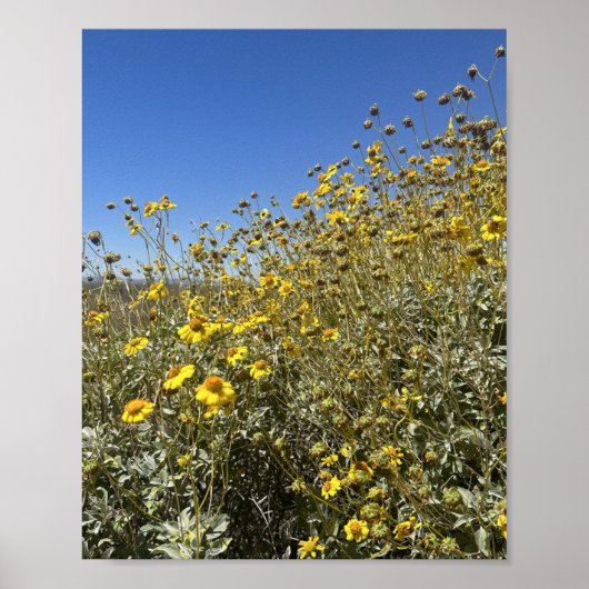 Arizona Wüste Gelbe Blumen Landschaft Poster (Vorne)