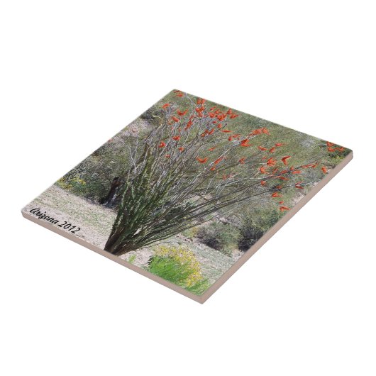 ArizonaOcotillo Fliese (Seite)