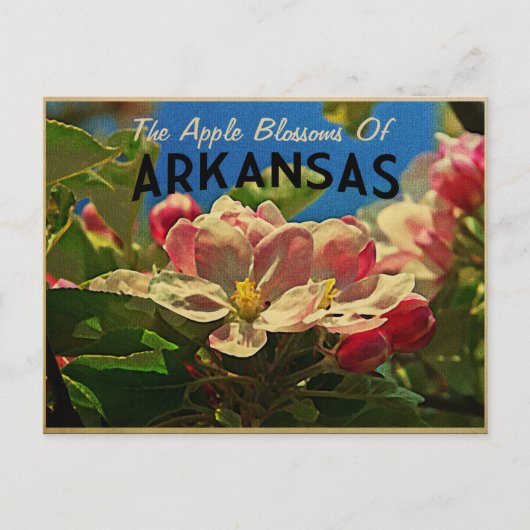 Arkansas Apple Blüten Postkarte (Vorderseite)