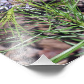 Arkansas Bluestar Needleleaf Fotodruck (Ecke)