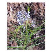 Arkansas Bluestar Needleleaf Fotodruck (Vorne)