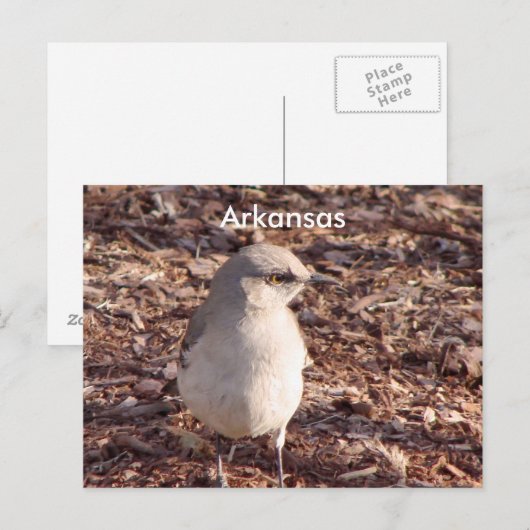 Arkansas Mockingbird Postkarte (Vorne/Hinten)