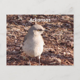 Arkansas Mockingbird Postkarte