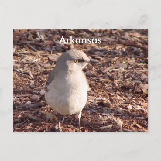 Arkansas Mockingbird Postkarte (Vorderseite)