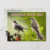 Arkansas Staat Bird - Mockingbird Postkarte (Vorne/Hinten)