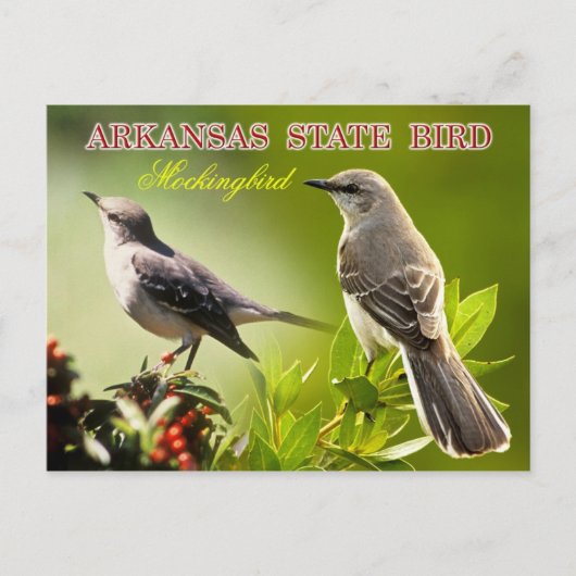 Arkansas Staat Bird - Mockingbird Postkarte (Vorderseite)