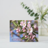 Arkansas Staat Blume: Apple Blossom Postkarte (Stehend Vorderseite)
