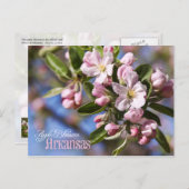 Arkansas Staat Blume: Apple Blossom Postkarte (Vorne/Hinten)