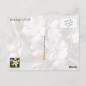 Arkansas Staat Blume: Apple Blossom Postkarte (Rückseite)