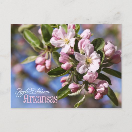 Arkansas Staat Blume: Apple Blossom Postkarte (Vorderseite)