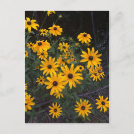 Arkansas Wildblume Schwarz-Mit Augen Susans Postka Postkarte
