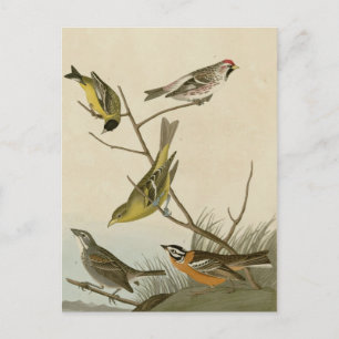 Arkansaw Siskin, Mealy Red Umfrage, Louisiana Tana Postkarte