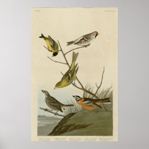 Arkansaw Siskin, mehlige Rot-Abstimmung, Poster